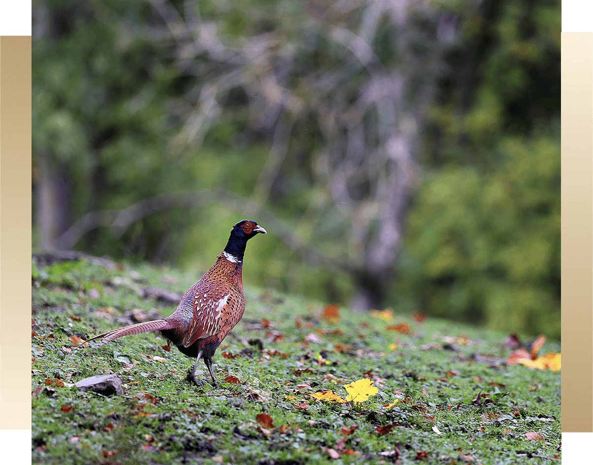clay-connections-ian-cooper-photography-pr-corporate-portrait-events-north-west-animal